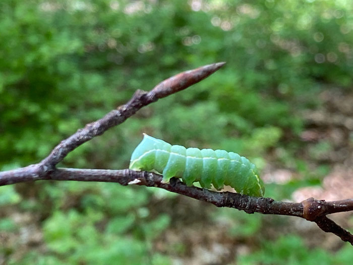 Es ist eine große, dicke giftig grüne Raupe zu sehen, die auf einem dünnen kalhlen Buchast sitzt, im Wald